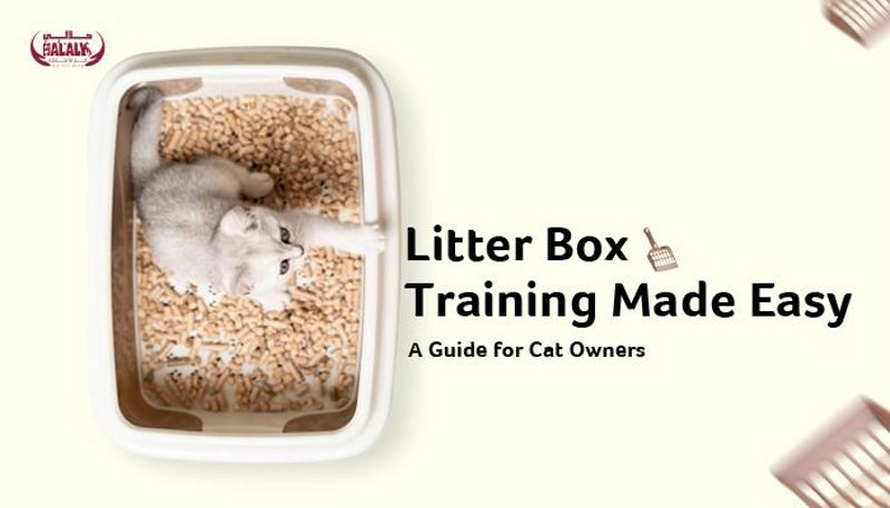 Litter Box Training Made Easy: A Guide for Cat Owners